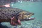 Brown trout 101331.jpg